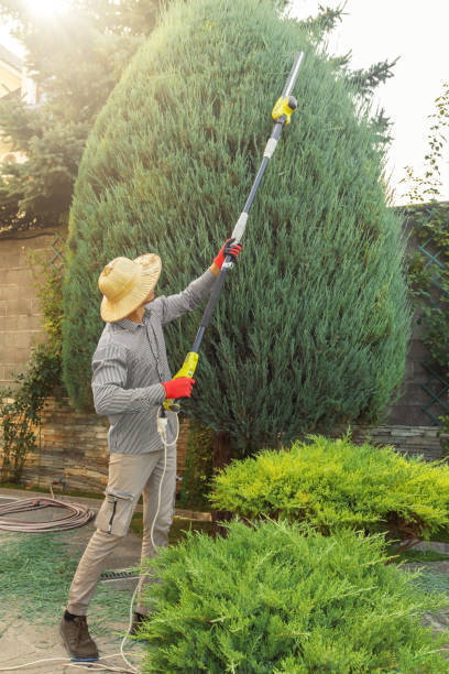 Professional Tree Service in Grant, MI